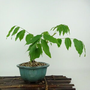 ~  ˓  18cm ӂ Wisteria floribunda tW TL 鐫 } tW t Ϗܗp i i 