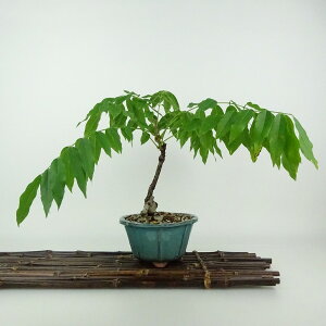 ~  ˓  21cm ӂ Wisteria floribunda tW TL 鐫 } tW t Ϗܗp i 