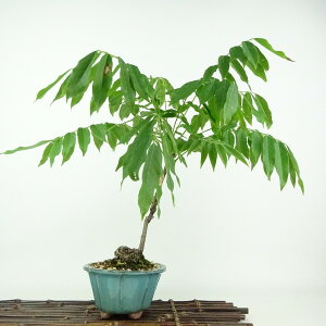 ~  ˓  31cm ӂ Wisteria floribunda tW TL 鐫 } tW t Ϗܗp i 