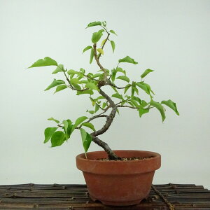 ~ ~ ~  25cm  Prunus mume E Ԕ~ oC mE o t Ϗܗp i 
