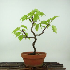 ~ ~ ~  24cm  Prunus mume E Ԕ~ oC mE o t Ϗܗp i 