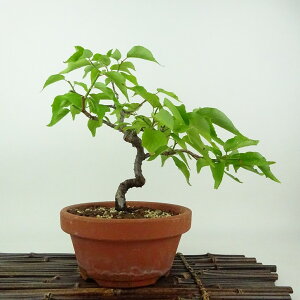 ~ ~ ~  22cm  Prunus mume E Ԕ~ oC mE o t Ϗܗp i 