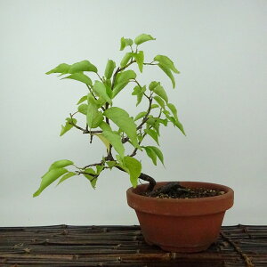 ~ ~ ~  21cm  Prunus mume E Ԕ~ oC mE o t Ϗܗp i 