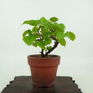 ~ K  10cm  Morus australis N N t Ϗܗp i i