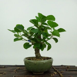 ~ lp   16cm ͂܂ڂ Hibiscus hamabo n}{E gt AIC t Ϗܗp i i 