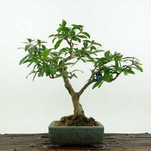~ Ξ  22cm  Punica granatum UN ~\nM UN t Ϗܗp i 