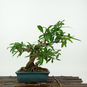 ~ Ξ  16cm  Punica granatum UN ~\nM UN t Ϗܗp i i 