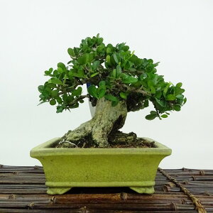 ~ j  17cm ͂܂ Maytenus diversifolia nc}TL 鐫 jVLM nc}TL Ύ Ϗܗp i i