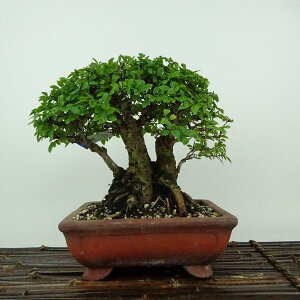 ~ O  17cm ɂꂯ₫ Ulmus parvifolia jPL gt j t Ϗܗp i i 