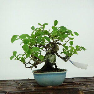 ~ Ĕ  14cm Ȃ͂ Vaccinium oldhamii icn[ ccW XmL t Ϗܗp i i