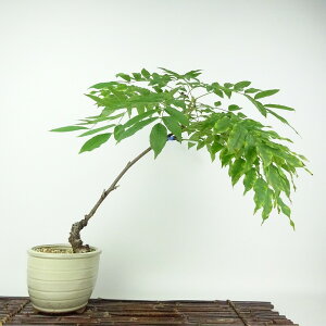 ~   30cm ӂ Wisteria floribunda tW 鐫 } tW t Ϗܗp i 