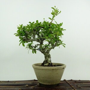 ~ sJT  20cm Pyracantha o Ύ ӏܗp Ϗܗp i i 
