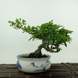 ~ sJT  14cm Pyracantha o Ύ ӏܗp Ϗܗp i i 