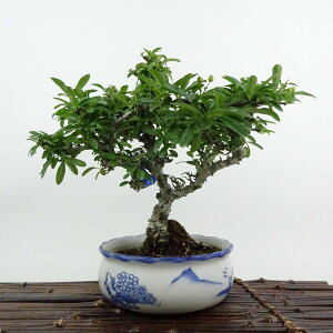 ~ sJT  18cm Pyracantha o Ύ ӏܗp Ϗܗp i i 
