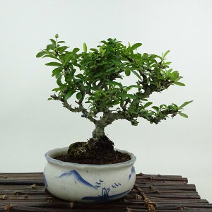 ~ sJT  16cm Pyracantha o Ύ ӏܗp Ϗܗp i i 