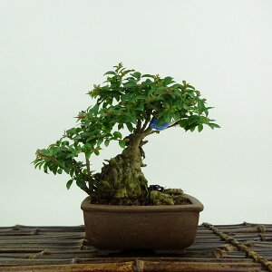 ~ Sg  11cm 邷ׂ TXx ~\nM TXx t ӏܗp Ϗܗp i i 