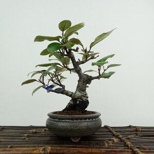 ~   12cm 񂮂 Elaeagnus JO~ O~ Ύ ӏܗp Ϗܗp i i