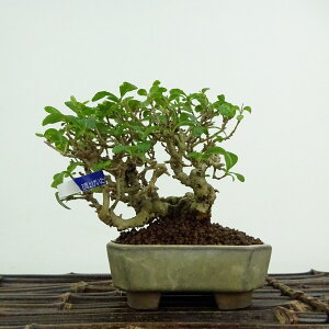 ~ X  9cm ڂ̂ Ligustrum obtusifolium C{^mL NZC C{^mL t ӏܗp Ϗܗp i i 