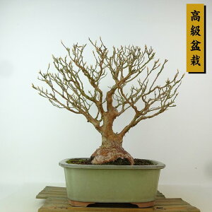~ P  28cm Ђ߂ ~ Stewartia monadelpha qV coL iccoL t Ϗܗp i