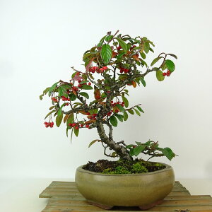 ~ RglAX^[  24cm Cotoneaster o RglAX^[ ΁` Ϗܗp i 