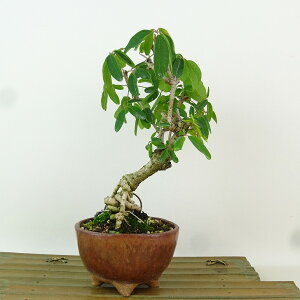 ~ ؒ  19cm  Akebia quinata APr 鐫 APr t Ϗܗp i i 