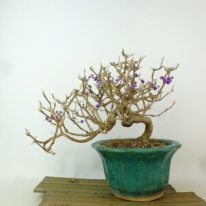 ~   19cm ނ炳 Callicarpa japonica TLVLu N}cd TLVLu t Ϗܗp i i