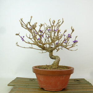 ~   17cm ނ炳 Callicarpa japonica TLVLu N}cd TLVLu t Ϗܗp i i