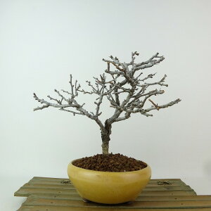 ~ ~ ~  17cm 傤΂ Chaenomeles japonica 'Chojubai' `EWoC o {P t Ϗܗp i i