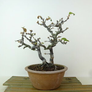 ~ ԗ  21cm  Pseudocydonia sinensis J  o t Ϗܗp i 