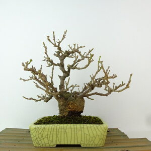 ~ CbN  21cm 炢 Syringa vulgaris NZC nVhC t Ϗܗp i