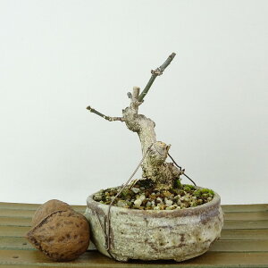 ~ ^|  10cm ܂ Euonymus sieboldianus }~ jVLM tLt Ϗܗp i i