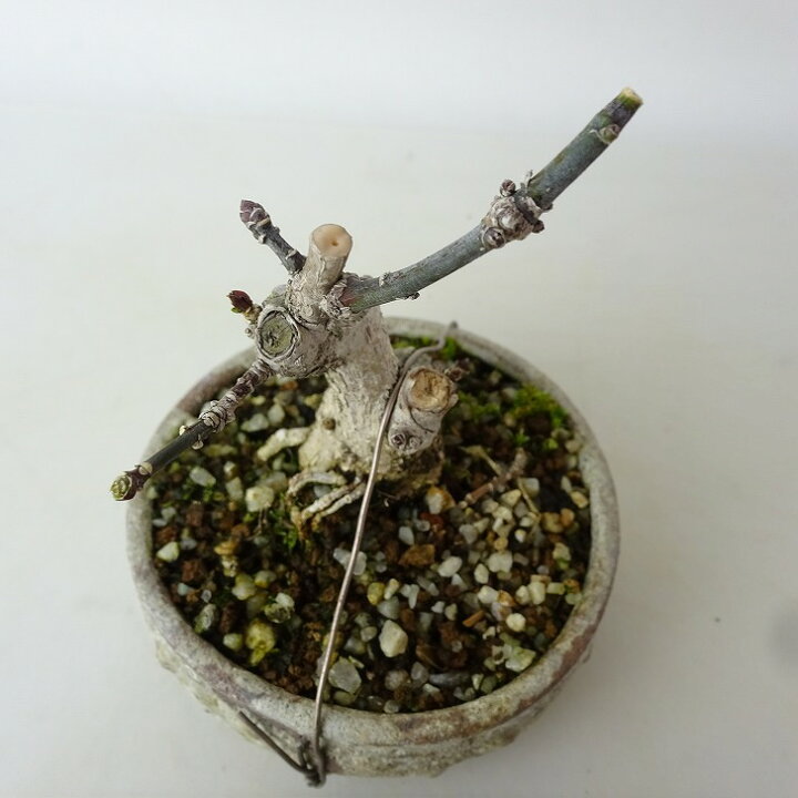 楽天市場】盆栽 真弓 樹高 約10cm まゆみ Euonymus sieboldianus 