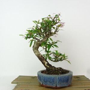 ~ sJT  22cm Pyracantha  Ԏo Ύ Ϗܗp i 