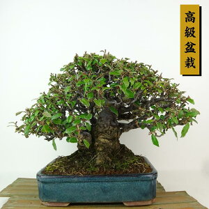 ~   21cm 񂮂 ~ Elaeagnus JO~ ~ Ύ Ϗܗp i
