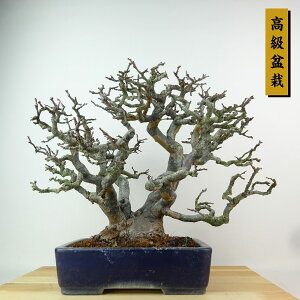 ~ ԗ  29cm  ~ Pseudocydonia sinensis J o t Ϗܗp i