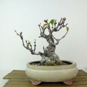 �~�� �ԗ� ���� ��15cm ����� Pseudocydonia sinensis �J���� �o���� ���t�� �Ϗܗp ���i ���i