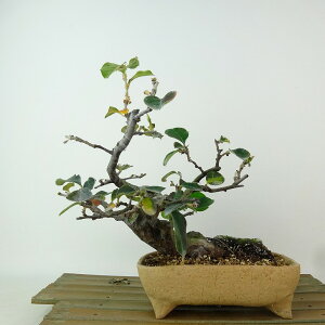 ~ ԗ  20cm  Pseudocydonia sinensis J o t Ϗܗp i i