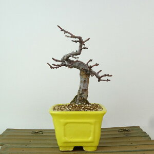 �~�� �ԗ� ���� ��13cm ����� Pseudocydonia sinensis �J���� �o���� ���t�� �Ϗܗp ���i ���i ��������