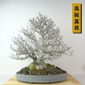 ~ RџO Ԃ  38cm Fagus crenata ui ui t Ϗܗp i