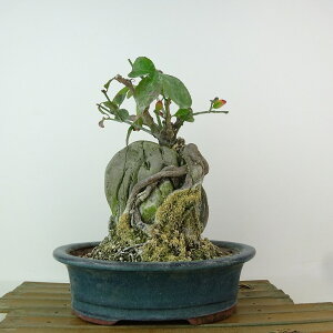~ ܂  19cm Euonymus alatus form ciliatodentatus R}~ Εt jVLM tLt Ϗܗp i i 