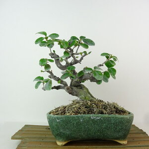 ~ ԗ  19cm  Pseudocydonia sinensis J o t Ϗܗp i i
