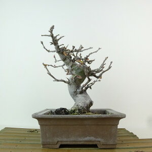 ~ ԗ  16cm  Pseudocydonia sinensis J o t Ϗܗp i i