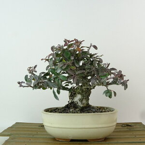 ~ sJT  12cm Pyracantha o Ύ Ϗܗp i i