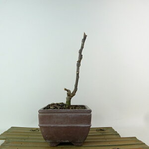 盆栽 無花果 樹高 約17cm いちじく Ficus carica イチジク クワ科 イチジク属 落葉樹 観賞用 小品 現品 送料無料