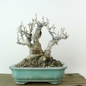 ~ A  15cm 񂬂傤 Forsythia suspensa ME NZC ME t Ϗܗp i i