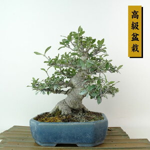 ~ q  17cm Ȃ ~ Gardenia jasminoides N`iV AJl N`iV Ύ Ϗܗp i i