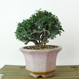 ~ k  11cm  Buxus microphylla var. japonica cQ ѐA cQ Ύ Ϗܗp i i