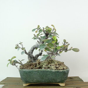 ~ ԗ  15cm  Pseudocydonia sinensis J o t Ϗܗp i i