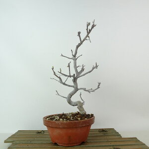 ~ C  26cm ǂ Malus micromalus JChE o t Ϗܗp i