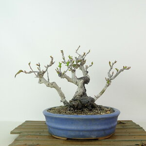 ~ ؉Z   16cm ڂ Chaenomeles speciosa {P  o {P t Ϗܗp i i 